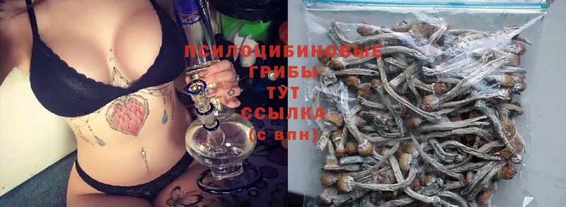 Галлюциногенные грибы Psilocybine cubensis  где продают   Щёкино 